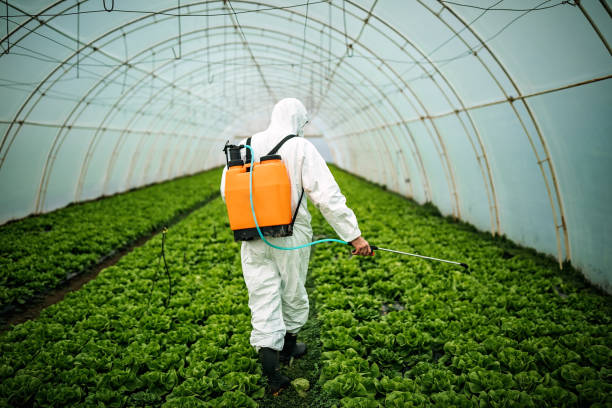Best Local Pest Control Services  in Rio Grande City, TX