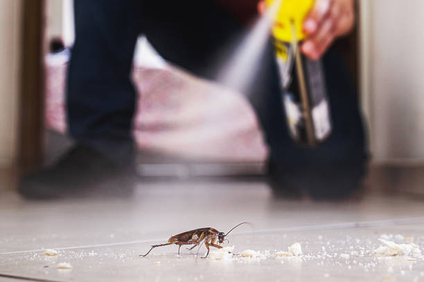 Best Cockroach Control Services  in Rio Grande City, TX