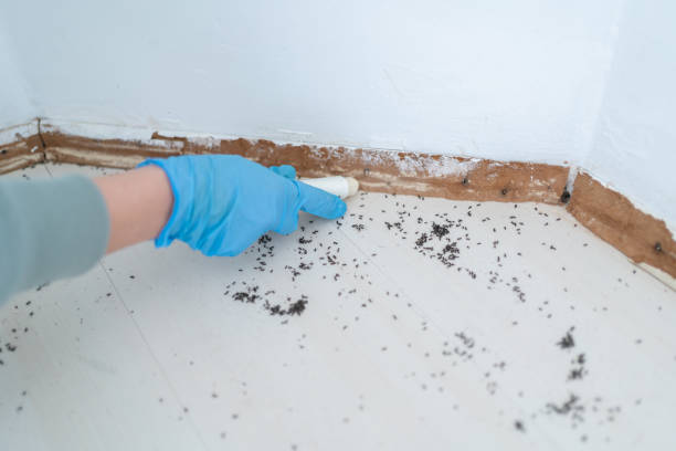 Best Pest Control Near Me in Rio Grande City, TX